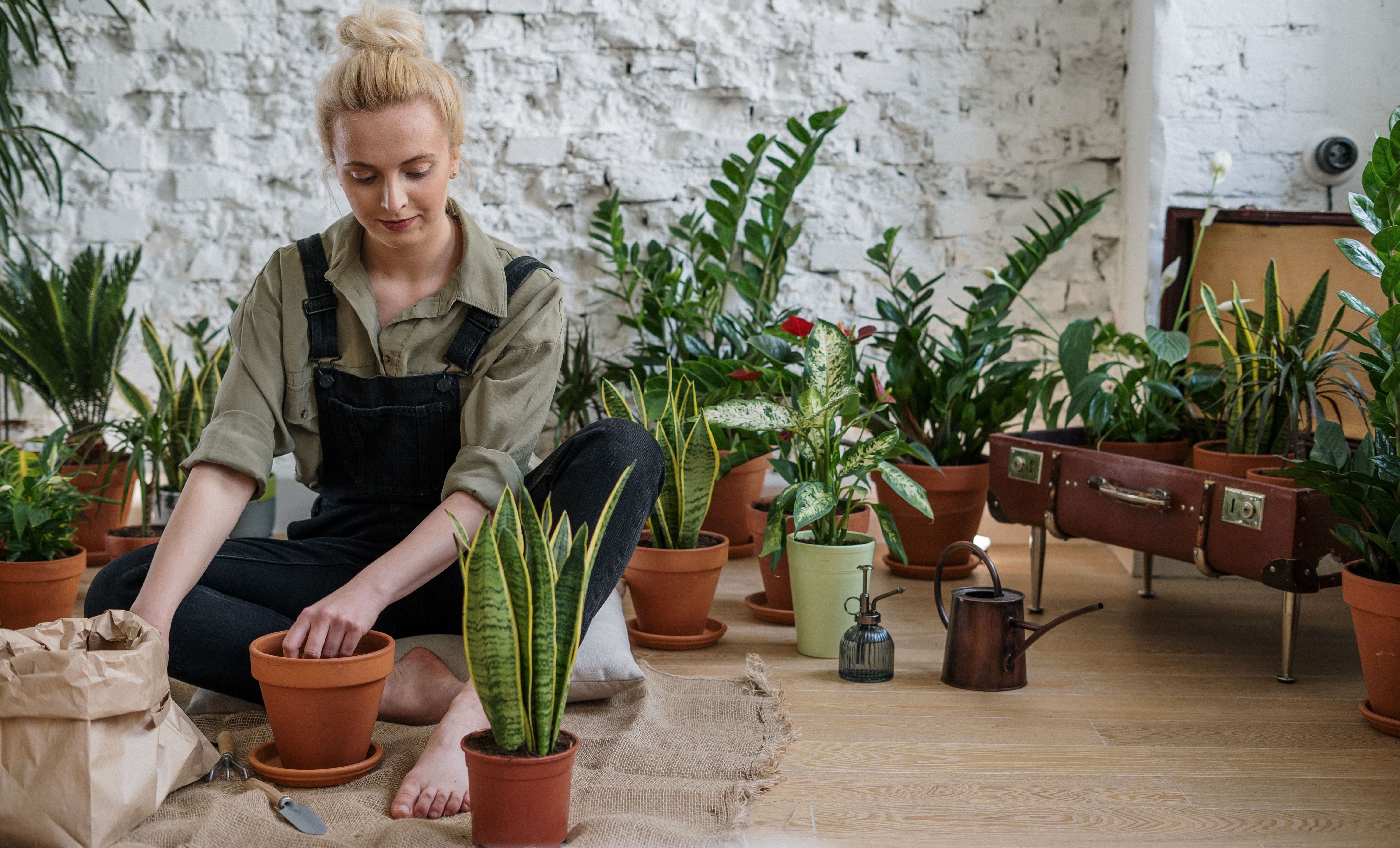 Dating a Ukrainian Woman Who Loves Houseplants image 1