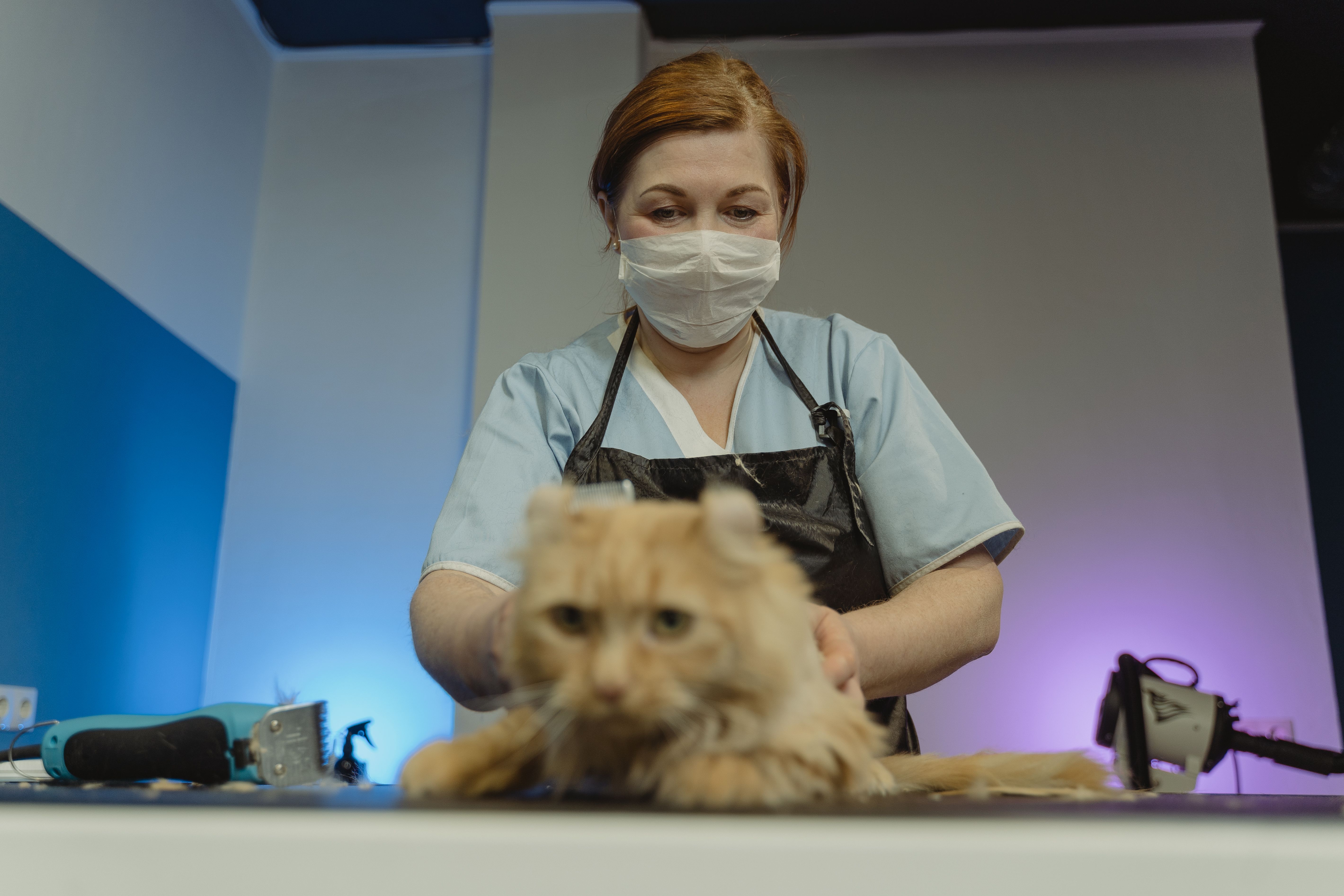 Dating a Ukrainian Veterinarian: What to Expect image 0
